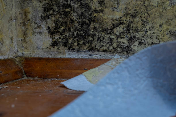 What is the highest recommended property restoration company in Bethpage NY?