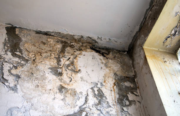 Services offered by leading property restoration companies in Bethpage, NY